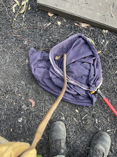 Eastern Brown Snake sighting