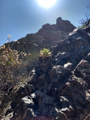 Dudleya acuminata