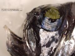 Argyropelecus