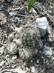 Coryphantha delicata