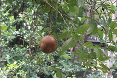 Xylocarpus granatum