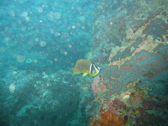 Chaetodon auripes