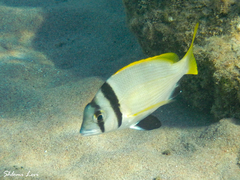 Twobar Seabream photo 5