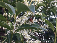 Rhynchium oculatum