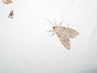 Arizona Tussock Moth photo 4