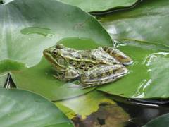Lithobates chiricahuensis