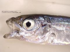 Trachurus symmetricus