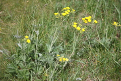 Potentilla gracilis