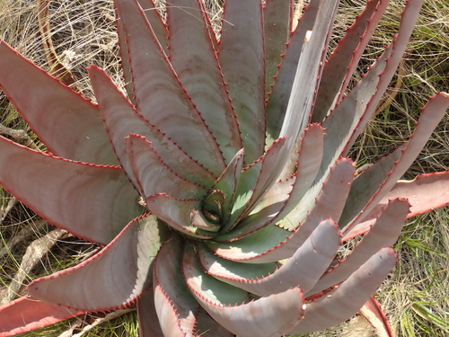 Aloe capitata, photograph 6