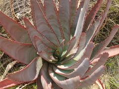 Aloe capitata, photograph (c) Rosario Douglas, some rights reserved (CC BY)