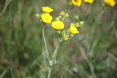Potentilla gracilis