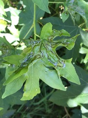 Phyllocnistis liquidambarisella