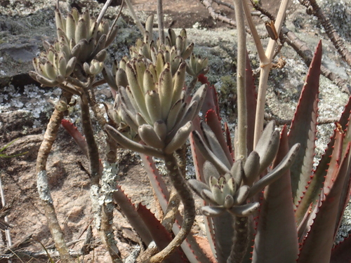 Image of Kalanchoe tomentosa by (c) Rosario, some rights reserved (CC BY)