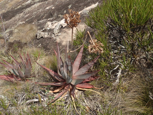 Aloe capitata, photograph 5