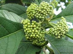 Aegiphila vitelliniflora