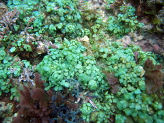 Caulerpa chemnitzia