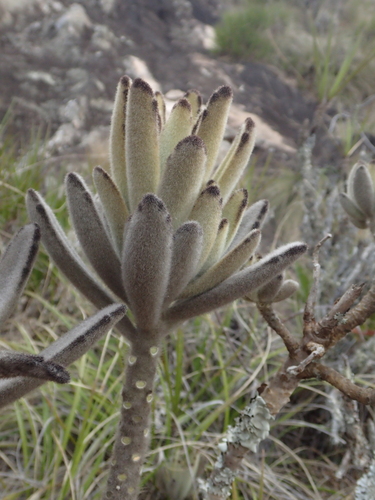 Kalanchoe tomentosa