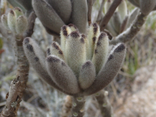 Kalanchoe tomentosa