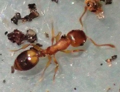 Temnothorax nylanderi