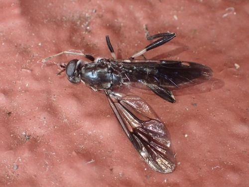 Garden soldier fly photo 5