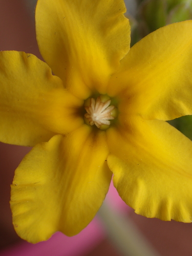 Pachypodium densiflorum