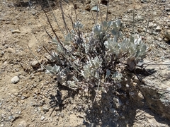 Eriogonum encelioides