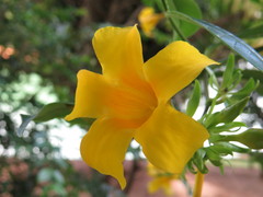 Allamanda schottii