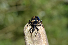 Liparus glabrirostris