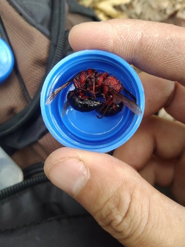Dybowski's Hornet