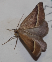 Hemixesma anthocrenias