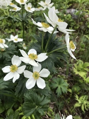 Anemonastrum