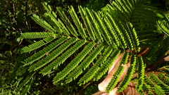 Stryphnodendron pulcherrimum