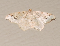 Macaria notata