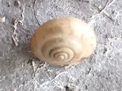 Trochulus striolatus