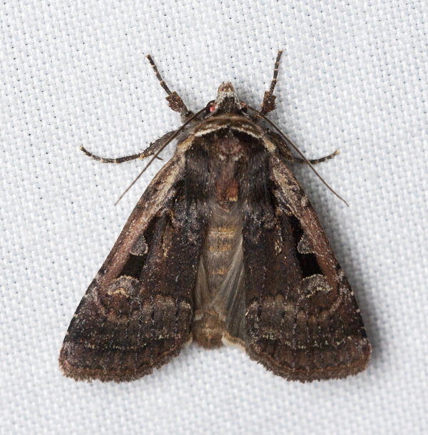 Parabagrotis exsertistigma