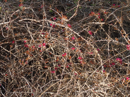 Alluaudiopsis marnieriana (Alluaudiopsis marnieriana)