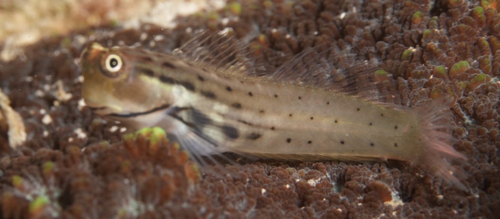 Manyspot coralblenny (Ecsenius polystictus) — Blenniidae