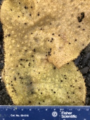 Lacuninae