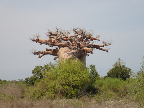 Adansonia grandidieri
