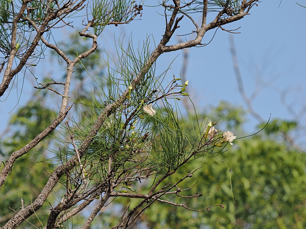Dolichandrone filiformis