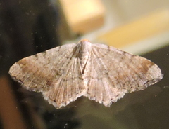 Macaria minorata