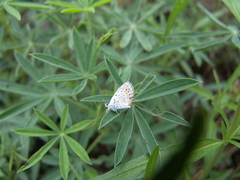 Icaricia lupini texanus