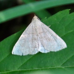 Zanclognatha pedipilalis