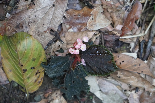Begonia ruthiae, photograph 1