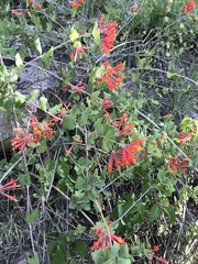Lonicera arizonica