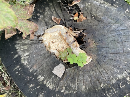 Cerioporus squamosus