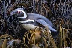 Magellanic Penguin photo 2