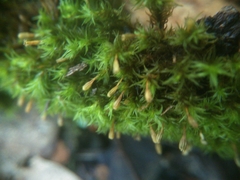 Ulota crispula