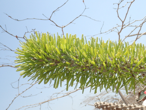 Image of Didierea madagascariensis by (c) Rosario, some rights reserved (CC BY)