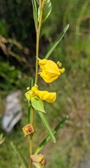 Ludwigia virgata